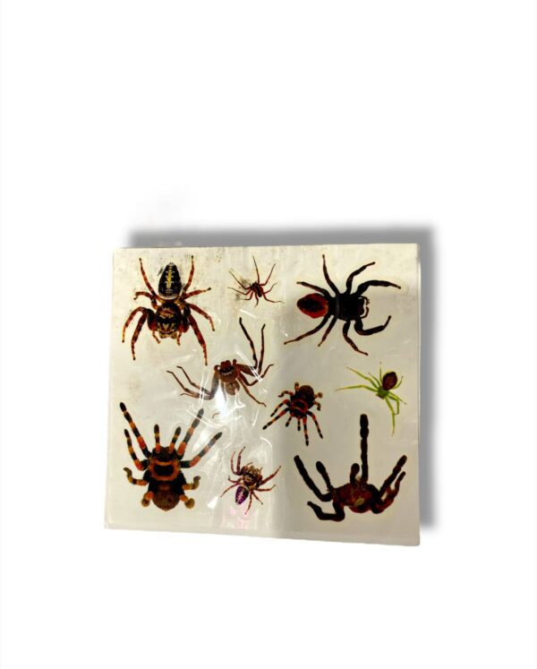 STICKERS DE ARAÑAS